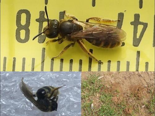 Lasioglossum sp.